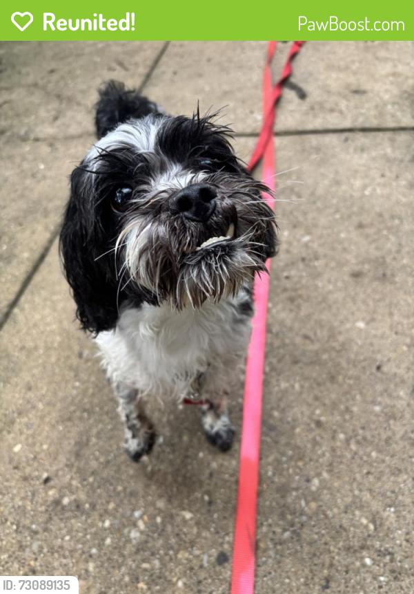 Reunited Male Dog last seen Near Main St #2, Evanston, IL 60202, USA, Evanston, IL 60202