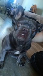 Found/Stray Female Dog last seen D St dentist, Perris, CA 92572
