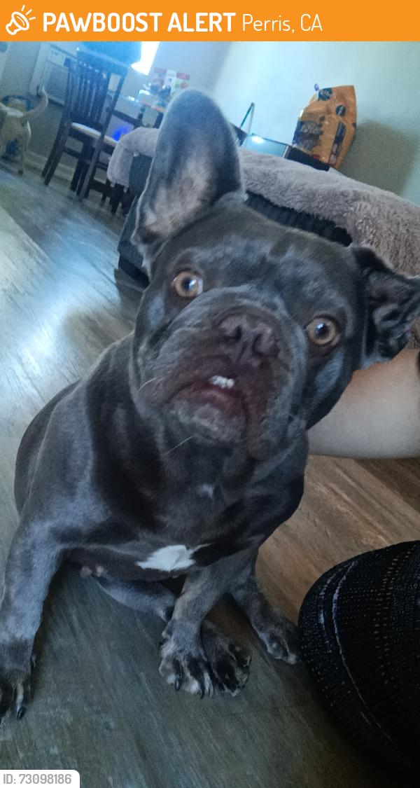 Found/Stray Female Dog last seen D St dentist, Perris, CA 92572