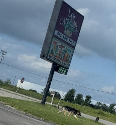 Found/Stray Unknown Dog last seen S State Route 53 (IL-53) CenterPoint Intermodal Center (Elwood / Joliet area), Elwood, IL 60421