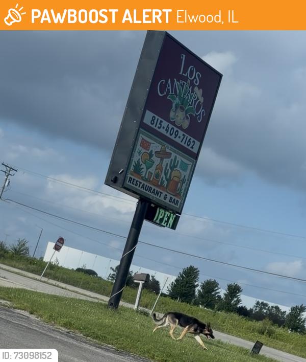 Found/Stray Unknown Dog last seen S State Route 53 (IL-53) CenterPoint Intermodal Center (Elwood / Joliet area), Elwood, IL 60421