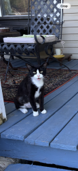 Reunited Female Cat last seen Trulo Homes, Bentonville, AR 72712