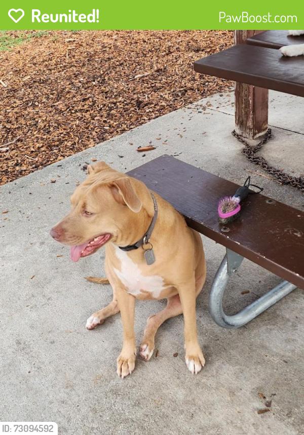 Reunited Female Dog last seen 62nd Ave S & 4th St S., St Petersburg, St. Petersburg, FL 33705