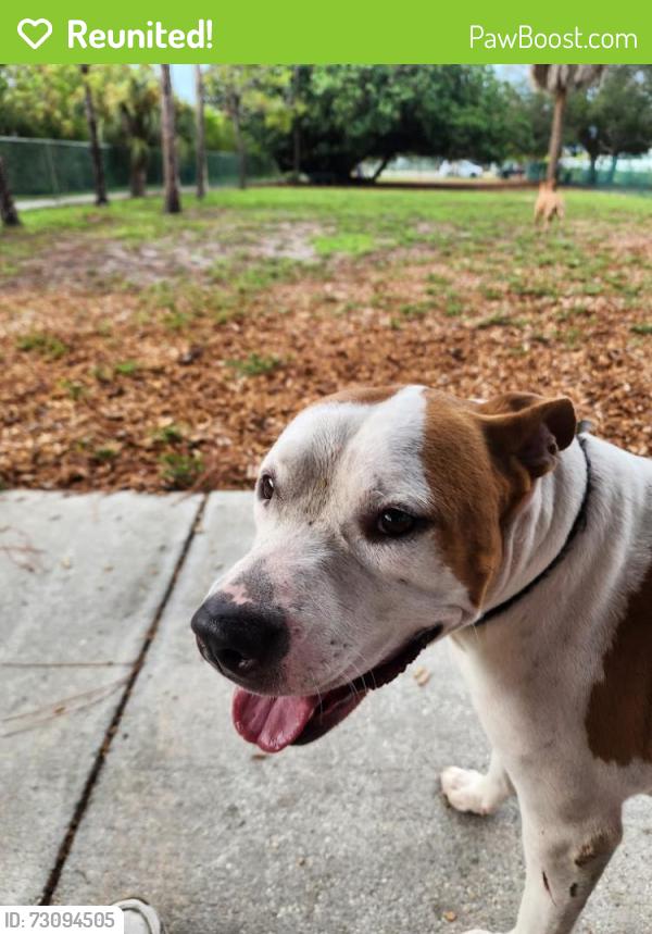 Reunited Male Dog last seen 62nd Ave S & 4th St S., St Petersburg, St. Petersburg, FL 33705