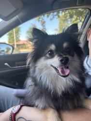 Lost Female Dog last seen Near short drive, Hanford, CA 93230