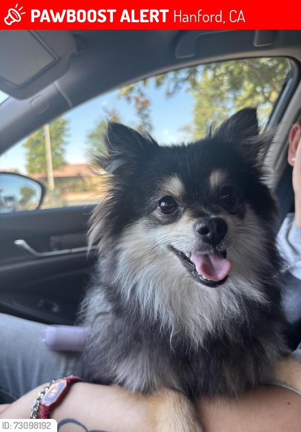 Lost Female Dog last seen Near short drive, Hanford, CA 93230