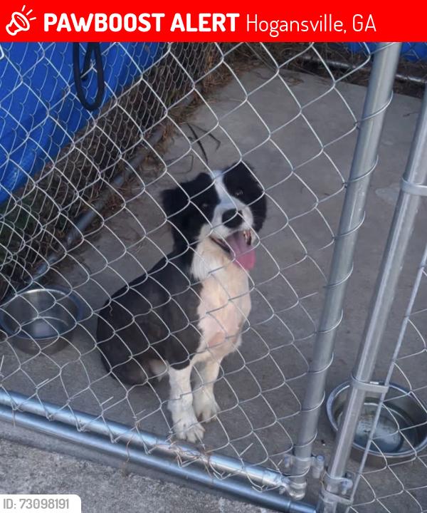Lost Male Dog last seen hogansville, Hogansville, GA 30230