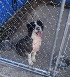 Lost Male Dog last seen hogansville, Hogansville, GA 30230