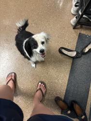 Found/Stray Female Dog last seen Desert by Santa teresa, Santa Teresa, NM 88008