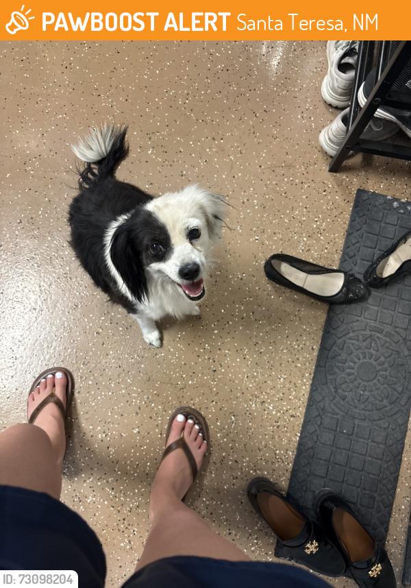 Found/Stray Female Dog last seen Desert by Santa teresa, Santa Teresa, NM 88008