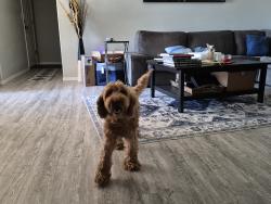 Found/Stray Unknown Dog last seen Daffodil Ave, Orting, WA 98360