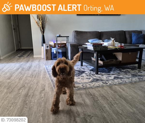 Found/Stray Unknown Dog last seen Daffodil Ave, Orting, WA 98360