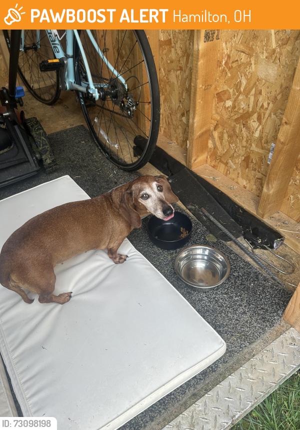Found/Stray Female Dog last seen Ross Avenue, Hamilton, OH 45013