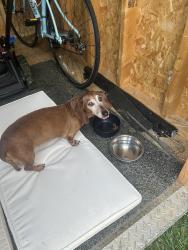 Found/Stray Female Dog last seen Ross Avenue, Hamilton, OH 45013