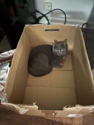 Lost Female Cat last seen Hulsey town rd, Dallas, GA 30157