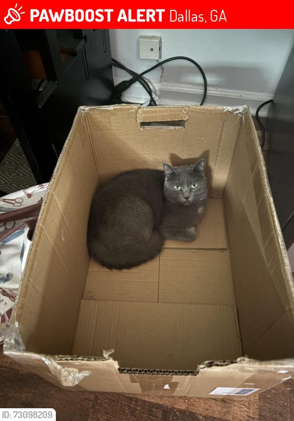 Lost Female Cat last seen Hulsey town rd, Dallas, GA 30157