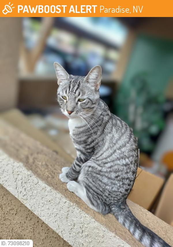 Found/Stray Male Cat last seen Maryland and Silverado, Paradise, NV 89123