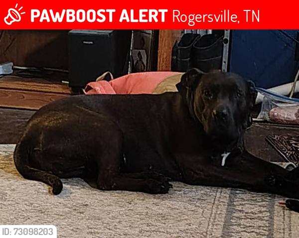 Lost Female Dog last seen Persia Fire Department, Rogersville, TN 37857