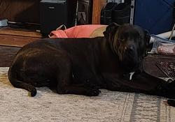 Lost Female Dog last seen Persia Fire Department, Rogersville, TN 37857