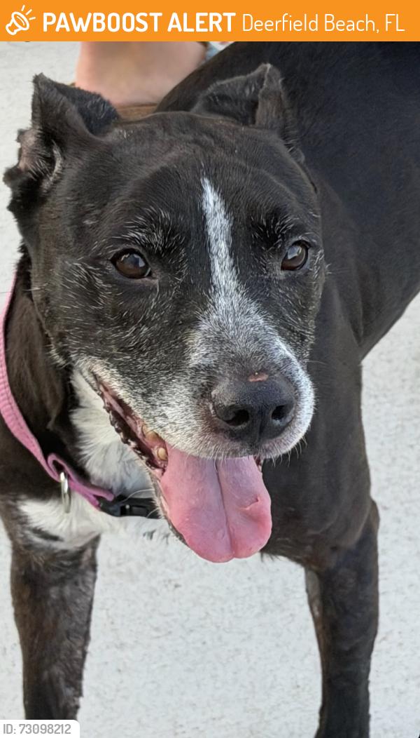 Found/Stray Female Dog last seen Federal near 10th street, Deerfield Beach, FL 33441