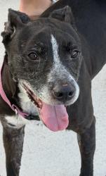 Found/Stray Female Dog last seen Federal near 10th street, Deerfield Beach, FL 33441