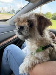 Found/Stray Female Dog last seen S 92nd E Av & E 87th Pl, Tulsa, OK 74133