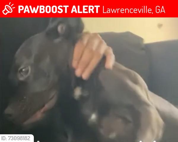 Lost Female Dog last seen Trent Valley Trail/ Ravinia Way, Lawrenceville, GA 30044