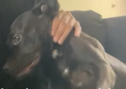 Lost Female Dog last seen Trent Valley Trail/ Ravinia Way, Lawrenceville, GA 30044