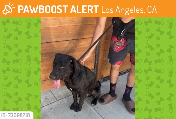 Found/Stray Male Dog last seen Hobart and Maplewood (90004), Los Angeles, CA 90004