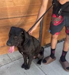 Found/Stray Male Dog last seen Hobart and Maplewood (90004), Los Angeles, CA 90004