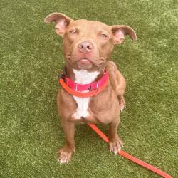 Shelter Stray Male Dog last seen , Animal Care & Control Team of Philly, 111 W Hunting Park Ave, Philadelphia, PA 19140, USA