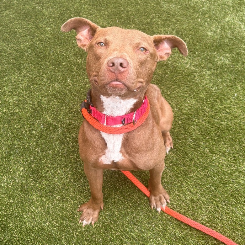 Shelter Stray Male Dog last seen , Animal Care & Control Team of Philly, 111 W Hunting Park Ave, Philadelphia, PA 19140, USA