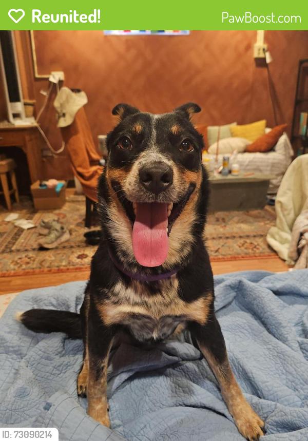Reunited Female Dog last seen Beechwood near Monitor , Pittsburgh, PA 15217