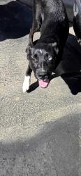 Found/Stray Unknown Dog last seen N palm, Fresno, CA 93704