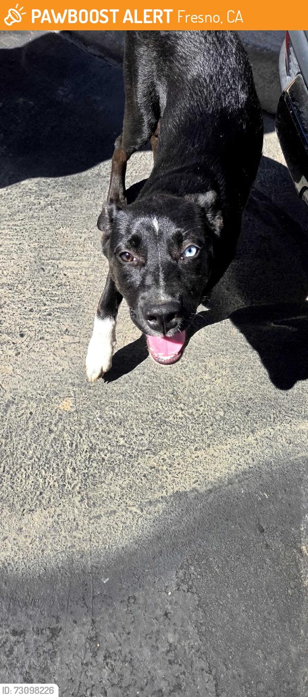 Found/Stray Unknown Dog last seen N palm, Fresno, CA 93704