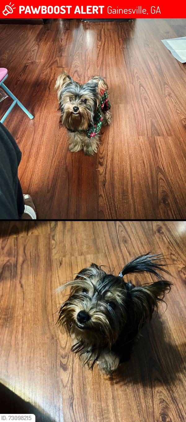 Lost Male Dog last seen Browns bridge Gainesville ga, Gainesville, GA 30504