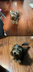 Lost Male Dog last seen Browns bridge Gainesville ga, Gainesville, GA 30504