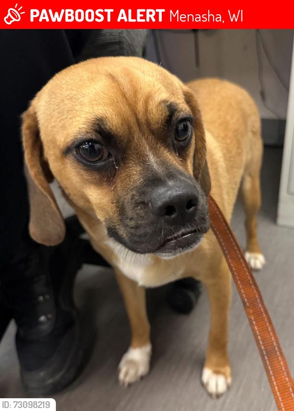 Lost Male Dog last seen 1st St & Tayco St, Menasha, WI 54952