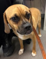 Lost Male Dog last seen 1st St & Tayco St, Menasha, WI 54952