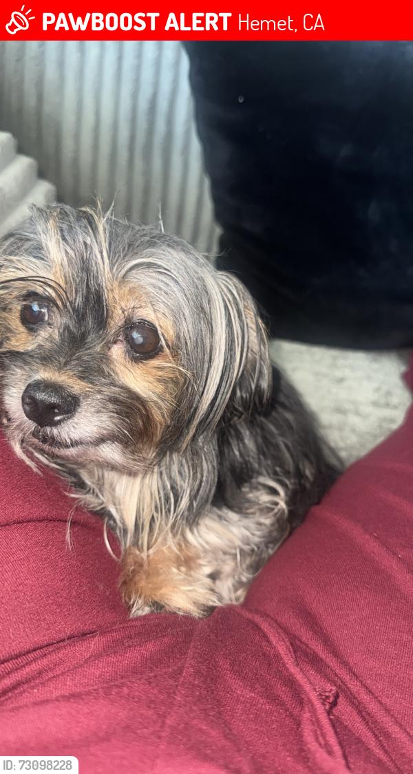 Lost Female Dog last seen San Jacinto Florida, Hemet, CA 92543
