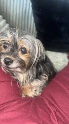 Lost Female Dog last seen San Jacinto Florida, Hemet, CA 92543