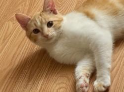 Reunited Male Cat last seen Pleasant run, DeSoto, TX 75115