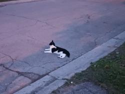 Found/Stray Unknown Cat last seen Westminster area by Wilton Grove PS, London, ON 