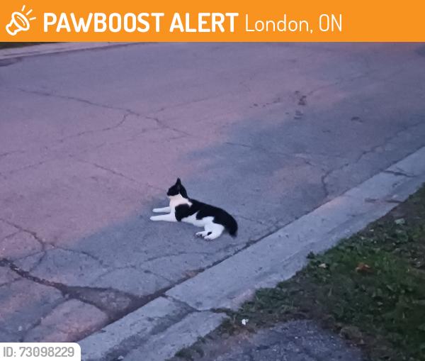 Found/Stray Unknown Cat last seen Westminster area by Wilton Grove PS, London, ON 
