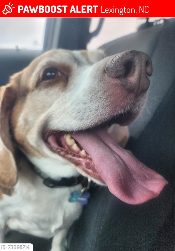 Lost Male Dog last seen Sullivan Rd, Thomasville, NC 27360