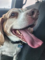 Lost Male Dog last seen Sullivan Rd, Thomasville, NC 27360