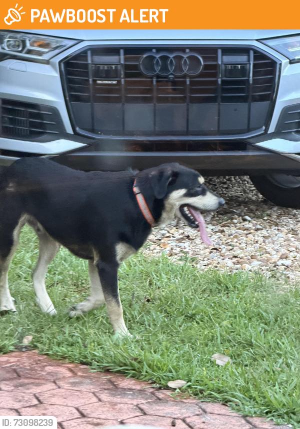 Found/Stray Unknown Dog last seen 16th Avenue and 175 street, North Miami Beach, FL 33162
