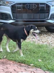 Found/Stray Unknown Dog last seen 16th Avenue and 175 street, North Miami Beach, FL 33162