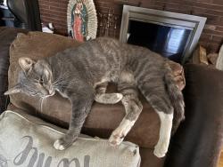 Lost Male Cat last seen Park (https://maps.apple/p/MxWfN._SLDJM~C, Yonkers, NY 10703