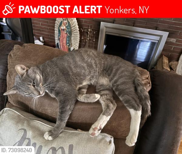 Lost Male Cat last seen Park (https://maps.apple/p/MxWfN._SLDJM~C, Yonkers, NY 10703